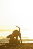 silhueta de um cachorro deitado na praia e a luz dourada do reflexo do pôr do sol na superfície do mar foto