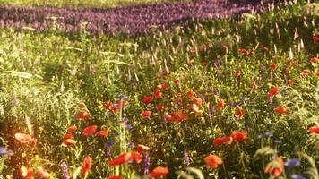 prado de verão florido multicolorido com flores de papoula rosa vermelhas foto