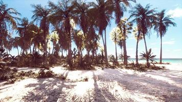 paraíso tropical com areia branca e palmeiras foto