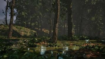 pântano nebuloso místico com árvores foto