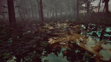 pântano nebuloso místico com árvores foto