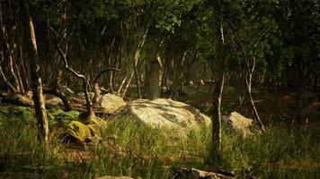 floresta na escuridão com grama e pedras foto