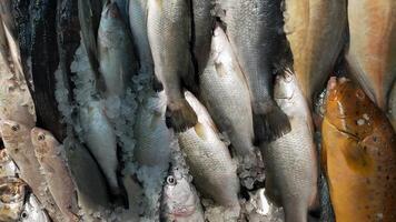 exibição de peixe fresco no mercado. foto