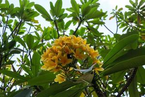 a flor cambojana plumeria alba é uma espécie do gênero plumeria. tem folhas estreitas e alongadas, grandes flores brancas e forte fragrância. foto