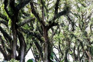 panorama da floresta protegida de djawatan benculuk banyuwangi, indonésia foto