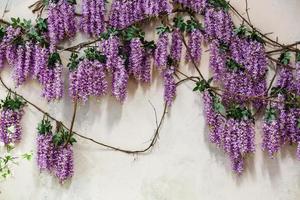 flores de glicínias roxas em cascata foto