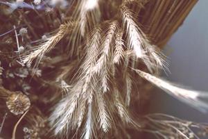 grama seca em fundo cinza, vista superior. arranjo de outono de orelhas secas foto