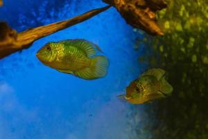 peixes de aquário. peixes de aquário irão encantá-lo com sua beleza inesquecível do mundo subaquático. foto