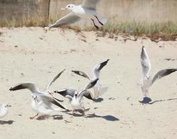 gaivotas brancas na costa arenosa do mar negro num dia de verão foto