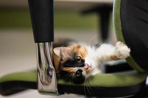 feche o gatinho na cadeira do escritório mentindo. foto