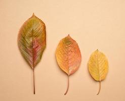 folhas de cereja amarelas em um fundo bege foto