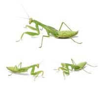 três mantis verde sobre um fundo branco, inseto em poses diferentes foto
