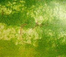 textura de melancia listrada verde, quadro completo foto
