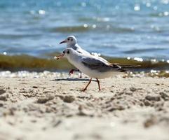 gaivotas na costa arenosa do mar negro em um dia de verão foto