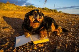 cachorro fofo com livro foto