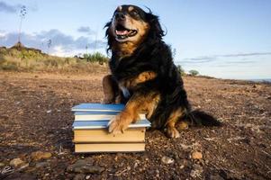 cachorro fofo com livros foto