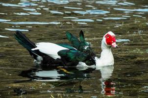 pato selvagem na água foto