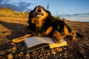 cachorro fofo com livros foto