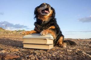 cachorro fofo com livros foto