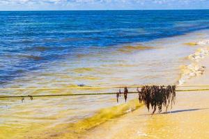 água de praia muito nojenta com algas vermelhas sargazo caribe méxico. foto