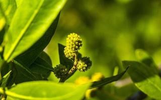 caribe verde plantas palmeiras flores árvores na costa méxico. foto