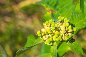 caribe verde plantas palmeiras flores árvores na costa méxico. foto