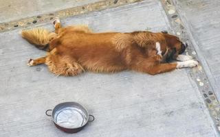cachorros grandes e preguiçosos cansados deitados depois de comer no méxico. foto