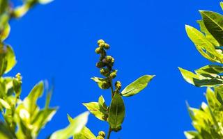 caribe verde plantas palmeiras flores árvores na costa méxico. foto