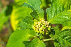 caribe verde plantas palmeiras flores árvores na costa méxico. foto