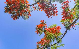 lindos tropicais flame tree vermelhos flowerses flamboyant delonix regia mexico. foto