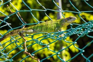 lagarto verde caribenho em cima do muro playa del carmen méxico. foto