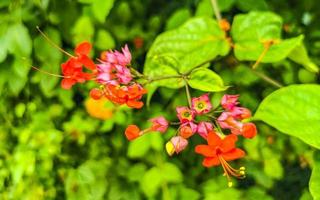 plantas de flores vermelhas rosa roxas na natureza da floresta tropical México. foto