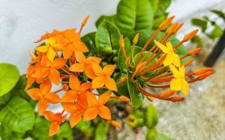 plantas de flores vermelhas rosa roxas na natureza da floresta tropical México. foto