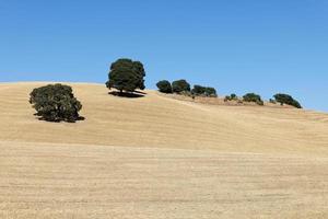 vista de terra seca com poucas oliveiras. das Alterações Climáticas. seca severa. aquecimento global. desastre ambiental. sem água. campos agrícolas secos. falta de água. sem colheitas. foto