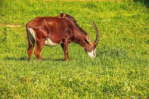 cabra doméstica capra aegagrus hircus pasta e come grama em um prado verde. foto