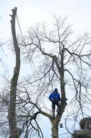 um arborista ou lenhador fica em cima de uma grande árvore para cortá-la, uma perigosa árvore seca e grande.