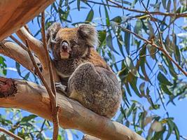 coala sentado em uma árvore no sul da austrália foto