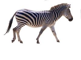 retrato de uma zebra africana com fundo vazio foto