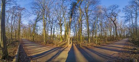 imagem panorâmica da floresta de inverno livre de folhas com longas sombras sob sol baixo foto