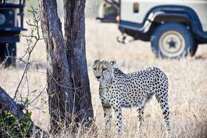 chita no parque nacional kruger na áfrica do sul foto