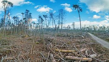 imagem de uma área de floresta destruída após uma tempestade na alemanha foto