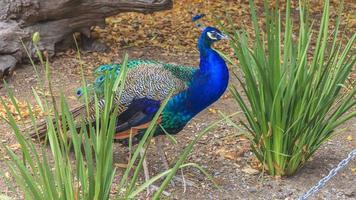 pavão em um parque animal no sul da austrália foto