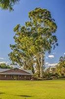 prado com árvores em perth na austrália ocidental foto