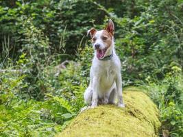 pároco russell terrier sentado em um caule coberto de musgo foto