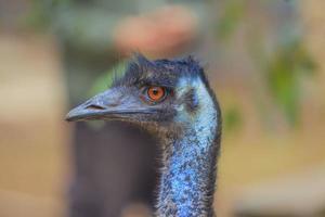 retrato de um pássaro emu no sul da austrália foto