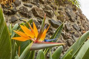 feche a foto de uma flor de ave do paraíso durante o dia