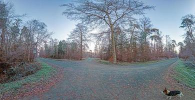 imagem panorâmica de cachorro em um caminho na floresta durante o dia foto
