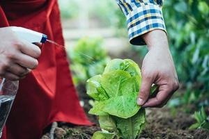 agricultor regando uma planta de alface em um campo de agricultura orgânica foto