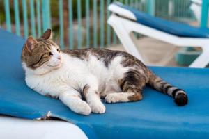 um gato comum está descansando em uma espreguiçadeira foto