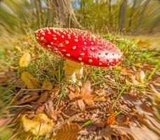 close-up de um cogumelo venenoso em uma floresta alemã foto